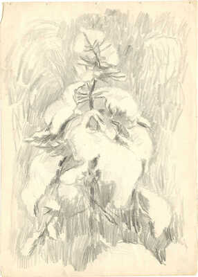 Трошин Николай Степанович. Хвойное дерево